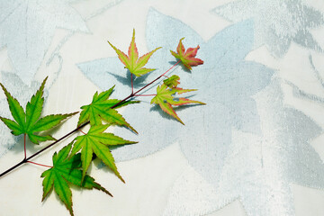 イロハモミジ。5月の葉。背景は、もみじ柄の夏帯。光、新緑、和風イメージ素材。