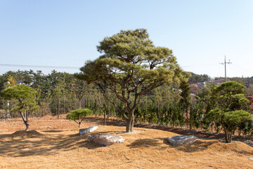 정원 소나무