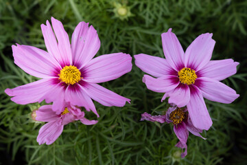 Blooming Cosmos bipinnatus (garden cosmos or Mexican aster) flowers. Focus on the yellow center of the right flower and the petals of the right flower