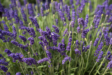 Close-up of blooming and fragrant Lavender flowers in a garden bed. Narrow depth of field, blurred background. Background image