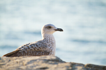 Seagull (Larus) on the rocks and sea surface on background