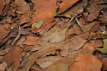 The fallen leaves and bark in the forest are like a carpet, falling leaves all over the ground in autumn