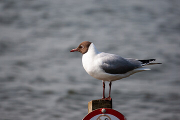 Black Headed Gull sitting on a sign in the ocean