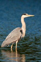 Grey heron portrait was taken in the early morning in London, UK