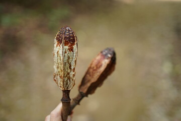 Close-up of mahogany seeds, in the forest