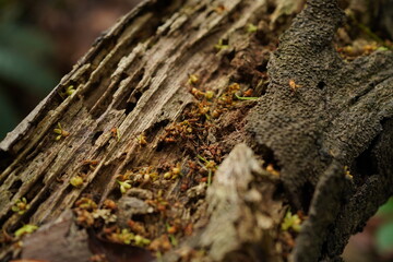 Close-up of mottled bark texture in the forest
