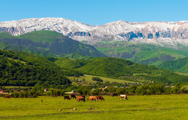 Fototapeta na wymiar A herd of cows and sheep grazes on a green meadow in the mountains