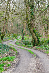 The winding lane through a forest in the UK