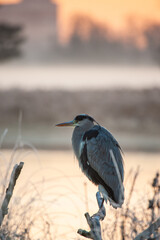 Grey heron portrait was taken in the early morning in London, UK