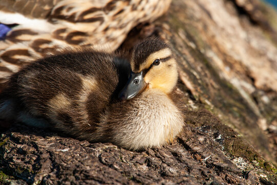 Mallard duckling resting on a log with its mother on a London pond, UK