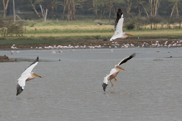 Obraz premium White pelican, Pelecanus onocrotalus, in Lake Kerkini, Greece. Pelicans on blue water surface. Wildlife scene from Europe nature. Bird mountain background. Birds with long orange bills.