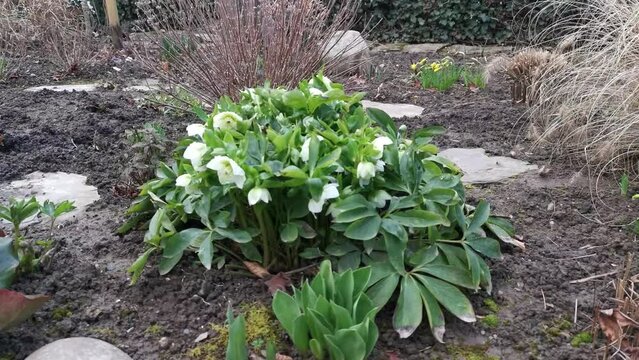An oriental hellebore or Lenten rose (hellebores orientalist) in full bloom in early springtime