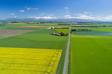 Yellow flowers of rapeseed field, near Methven, and Mt Hutt, Mid Canterbury, South Island, New Zealand - drone aerial