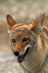 Coyote (Canis latrans), Badwater Basin, Death Valley National Park, Mojave Desert, California, USA