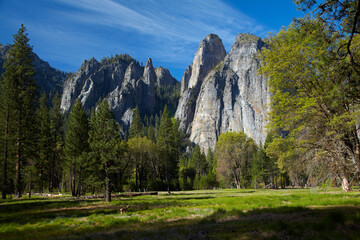 Cathedral Rocks and mule deer (Odocoileus hemionus), Yosemite Valley, Yosemite National Park,...