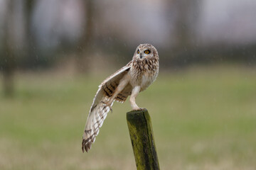 Short-eared owl on a pole in the rain