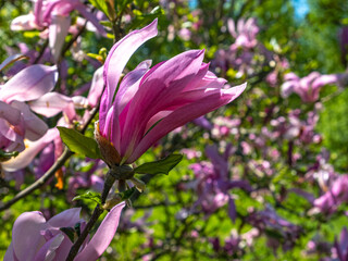 pink magnolia flowers on a spring sunny day