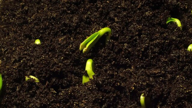 Growing seeds rising from soil time lapse 4k footage.	