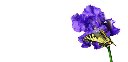 colorful swallowtail butterfly on blue iris flower in water drops isolated on white. copy space