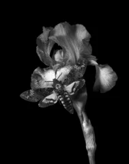 Schilderijen op glas bright colorful purple iris flower in water drops isolated on black.  © Oleksii