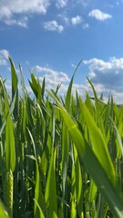 Obraz premium Junges Maisfeld unter blauem Himmel mit leichter Bewölkung. Landwirtschaft, Ackerbau, Lebensmittel, Mais, corn, 