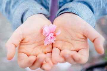 pink sakura flower in baby hands 