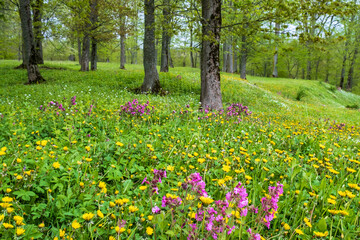 Blooming flowers on meadow in a forest