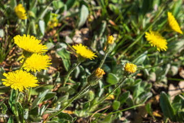 Beautiful Asteraceae flowers growing on a meadow