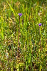 Blooming Butterwort flowers on a meadow