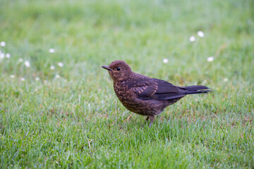 Porträt von einer jungen Amsel