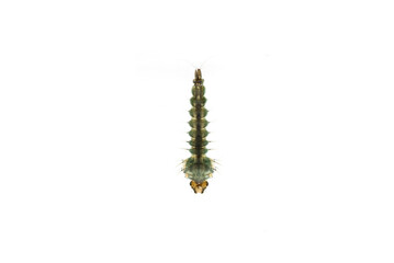 One mosquito larva are hanging on the water surface isolated on white background.