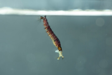 Mosquito larva are hanging on the water surface,before molting into mosquitoes.