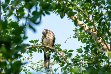 Naklejka premium Eastern Spotted Dove The great dove is bringing branches to build a nest to expand its species.