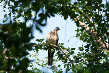 Eastern Spotted Dove The great dove is bringing branches to build a nest to expand its species.