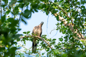 Eastern Spotted Dove The great dove is bringing branches to build a nest to expand its species.