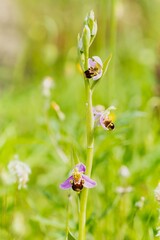 Naklejka na ściany i meble Bee orchid (Ophrys apifera), Orchid of the Iberian Peninsula (Spain), nature concept.