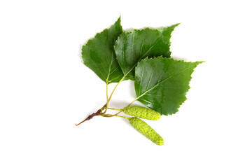Fototapeta premium A branch with birch leaves and buds or flowers with earrings on a white background.