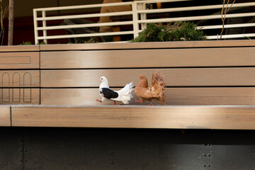 Two unusual multi-colored white, beige pigeons walk in formation in leg marching across the bench with their paws raised at the same time.