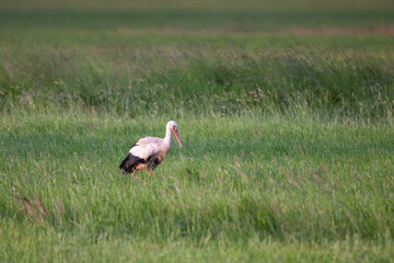Obraz premium Weißstorch (Ciconia ciconia) in einer Wiese auf der Suche nach Nahrung