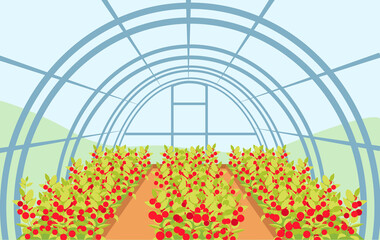 A large greenhouse with rows of tomatoes. Agriculture business concept. Editable vector illustration.