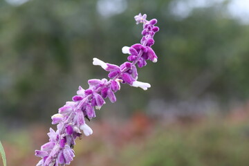 秋の日本の公園に咲く紫色のサルビアレウカンサの花