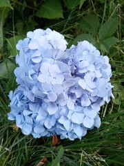 white rose in the garden