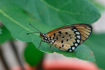 beautiful butterfly on leaf 