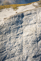 A mountain goat standing on a ridge in the swiss alps