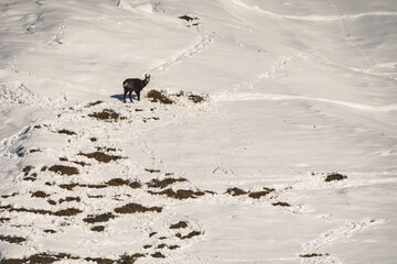 Eine Gams sucht im Winter nach Futter.