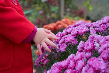 baby hands touching autumn flowers,chrysanthemum flowers little girl in a red coat touches