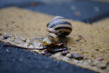Snail eats close up after the rain in the early summer morning