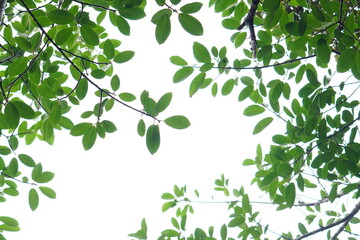 Obraz premium Green leaf and branches on white background