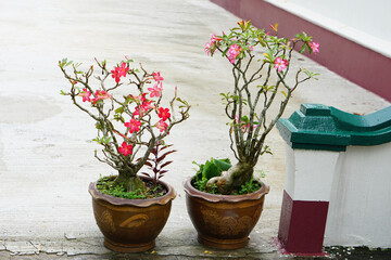 Adenium flowers are placed on the side of the stairs leading up to the house.