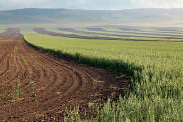 View of a plowed field prepared for planting crops. Plowed land with rows of furrows.